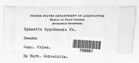 Cryptosporella hypodermia image